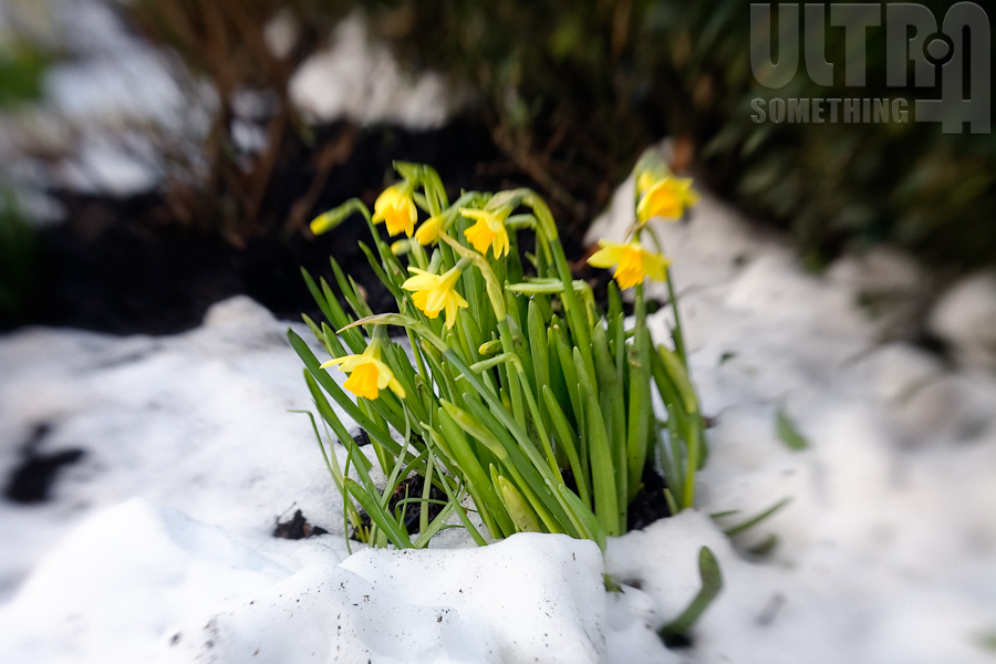 Lens_LB3G_ColdFlowers